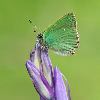 Green Hairstreak 2 